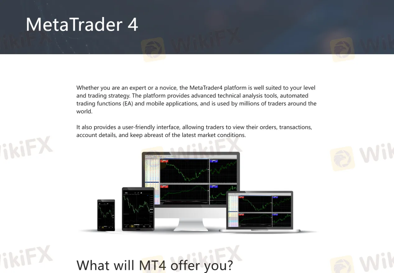 MT4