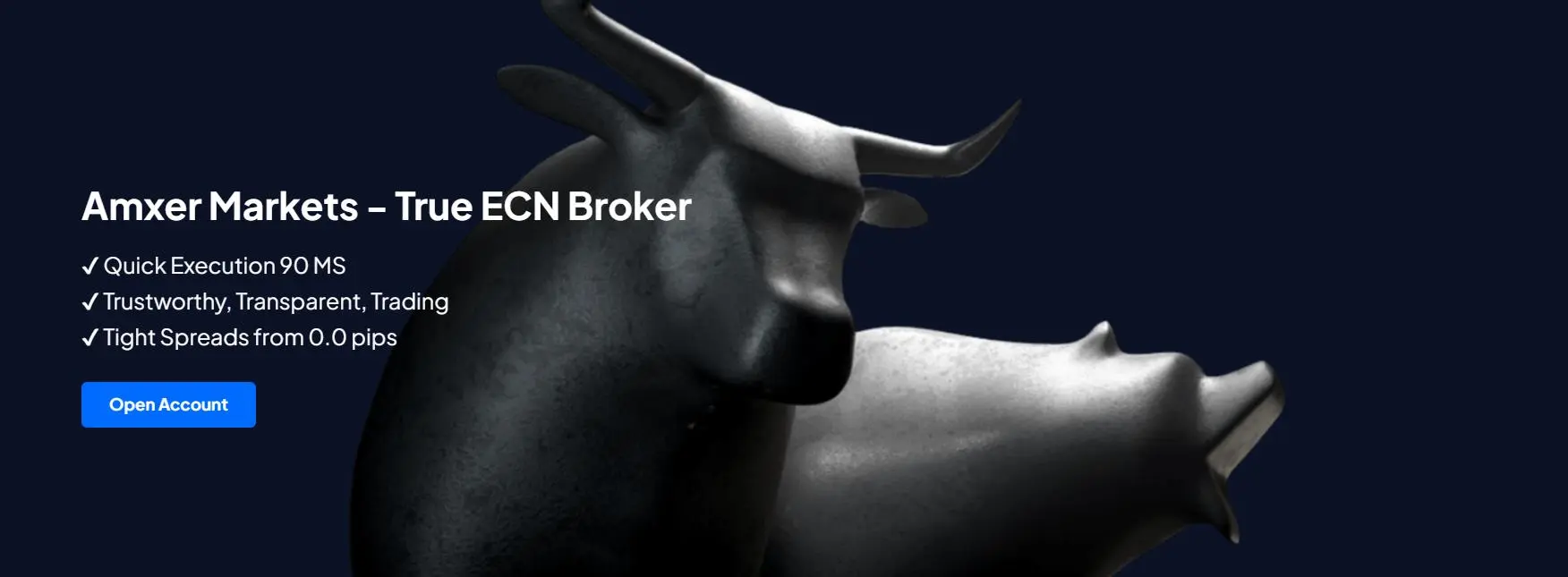 Amxer Markets 情報 Amxer Markets 情報