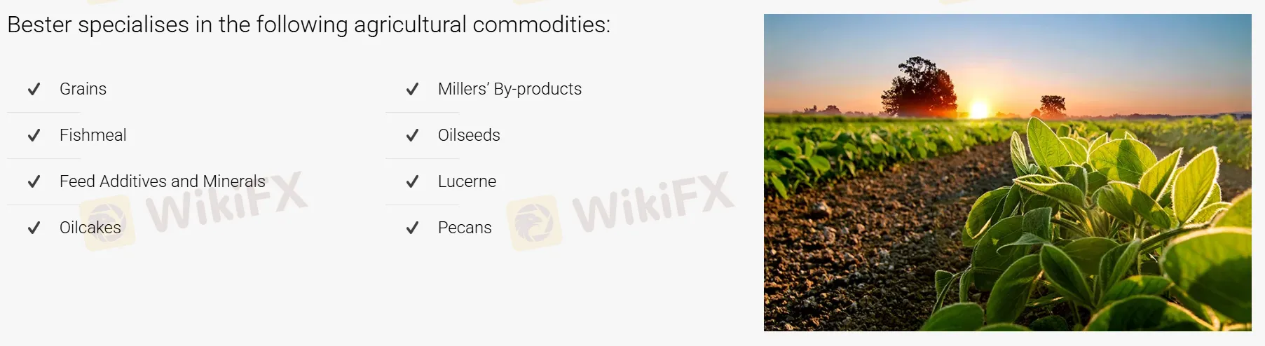 What Can I Trade on Bester? What Can I Trade on Bester?